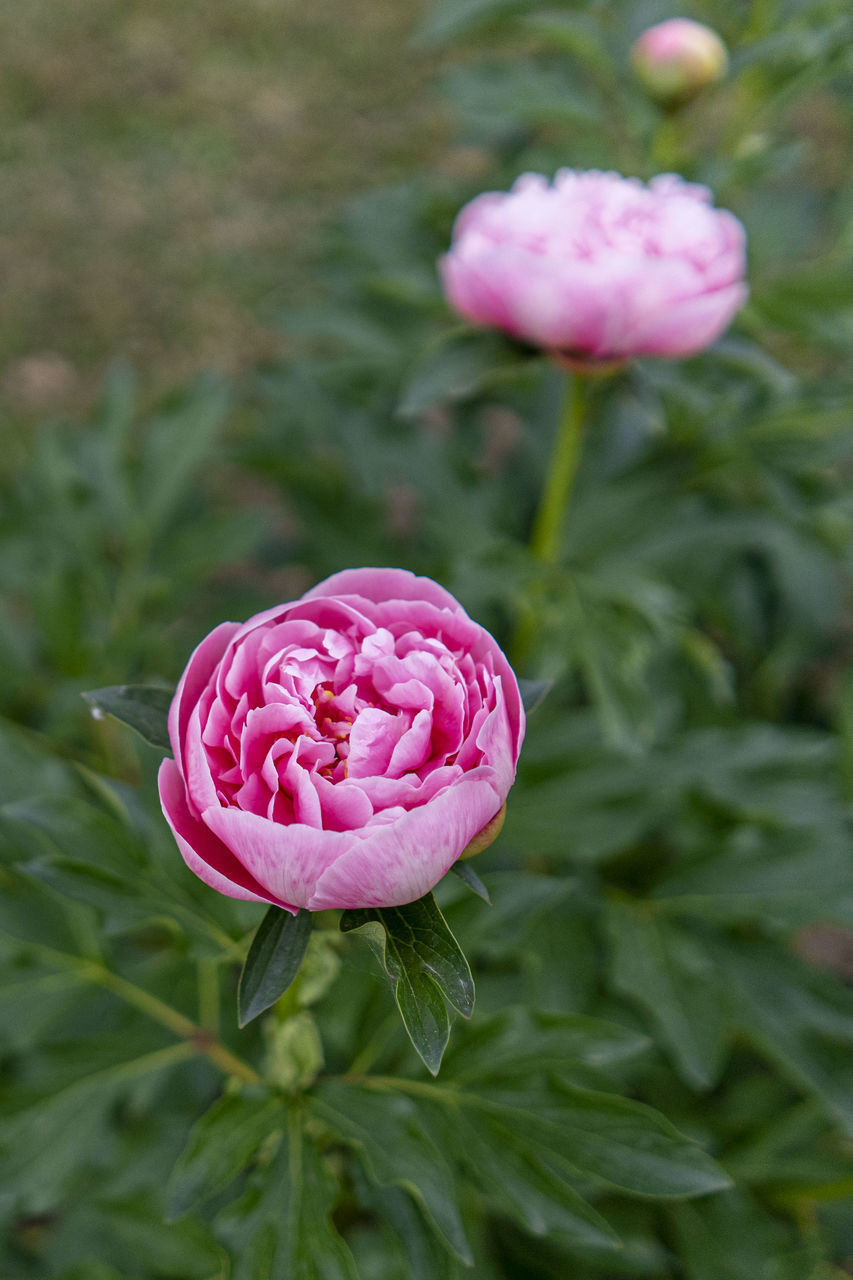 CLOSE-UP OF PINK ROSE IN SUNLIGHT