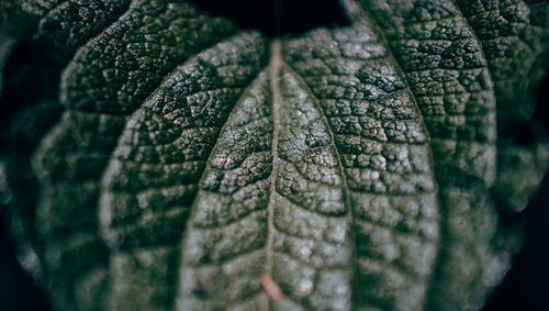 Close-up of leaf