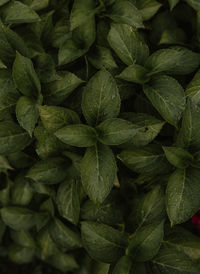 Full frame shot of fresh green leaves