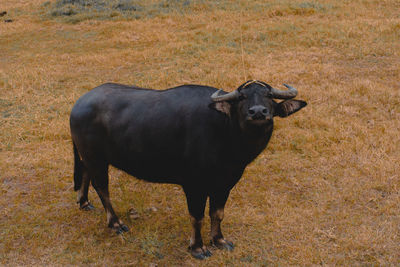 Portrait of black horse