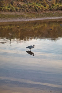 Birds on a lake