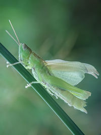 Close-up of insect on leaf