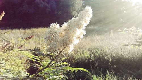 Plants growing in pond