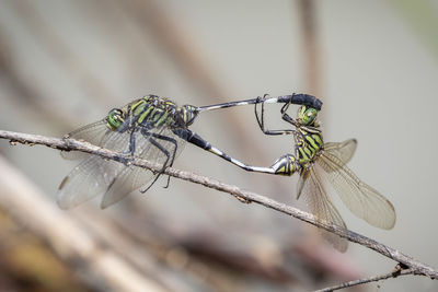 Close-up of damselfly on plant