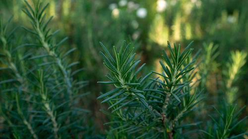 Rosemary herb is woody plant greenery needle-like leaves in cottage backyard planting sensory garden