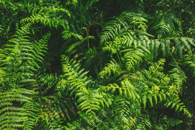 Full frame shot of pine tree