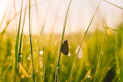 Close-up of butterfly on grass