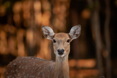 Portrait of deer at zoo