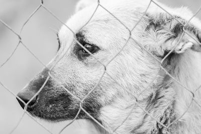 Close-up of dog looking away