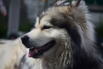 Close-up of dog looking away