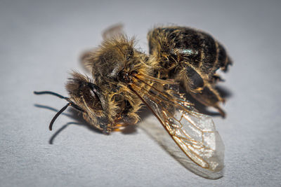 High angle view of spider on table