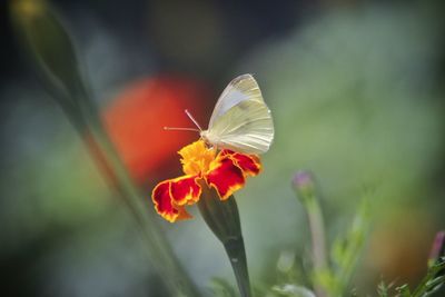 Close-up of butterfly on flower