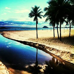 Palm trees on beach