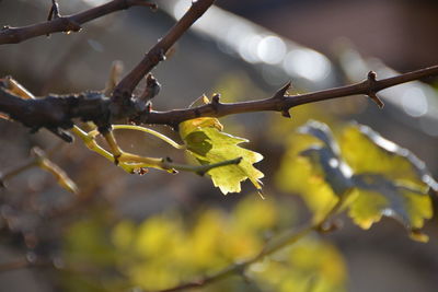 Close-up of green leaves on branch