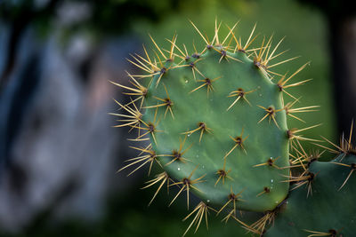 Close-up of prickly pear cactus