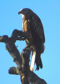 Low angle view of eagle perching on a tree