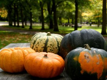 Close-up of pumpkins on tree during autumn