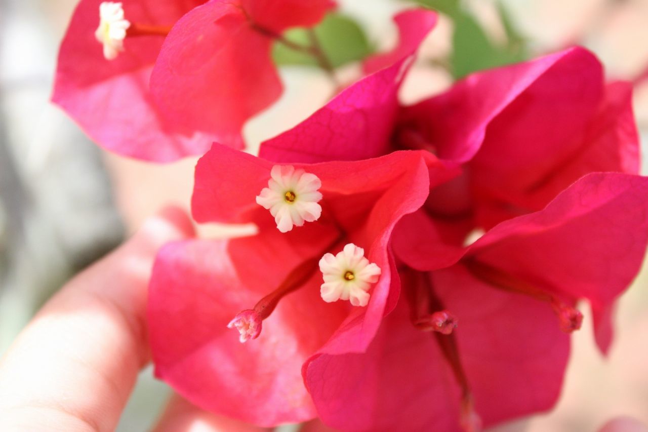 CLOSE-UP OF PINK FLOWER