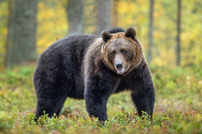 Bear by plants on land in forest