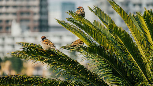 Close-up of bird on plant