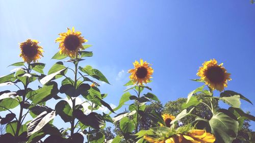 Low angle view of sunflower blooming against clear blue sky