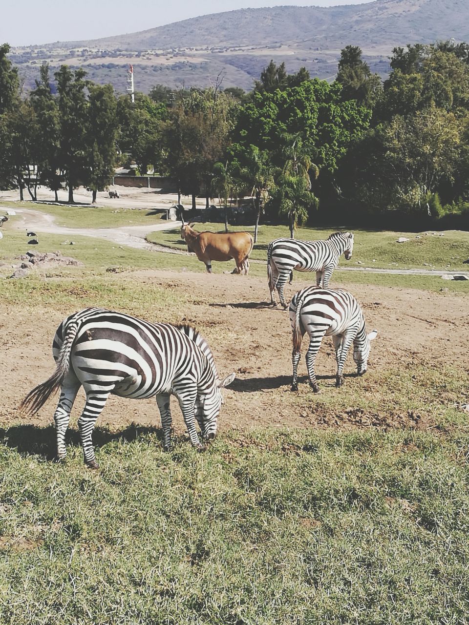 ZEBRA STANDING ON TREE BY LANDSCAPE