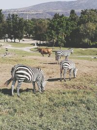 Zebra standing on tree