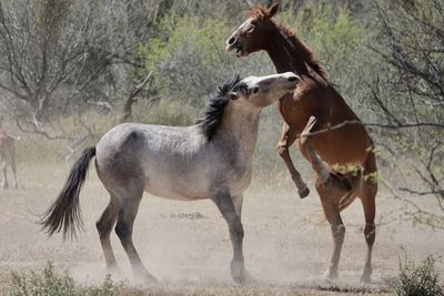 Two wild horses of the salt river desert wilderness battle for territory outside.