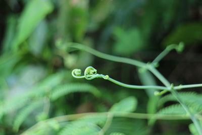 Close-up of green plant