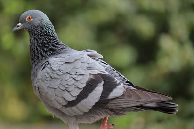 Close-up of pigeon perching, pigeon feathers