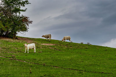 View of sheep on field against sky