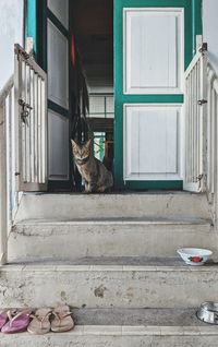 Cat on the stairs 