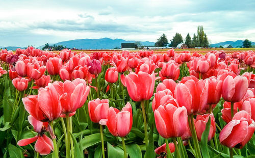 Close-up of pink tulips blooming in field