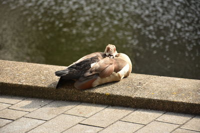 High angle view of duck in lake