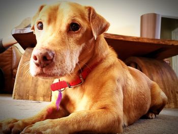 Close-up of dog resting at home