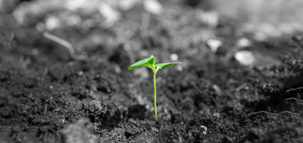 Close-up of small plant growing on field