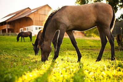 Horses grazing on field