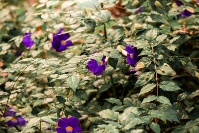 Close-up of purple flowering plants