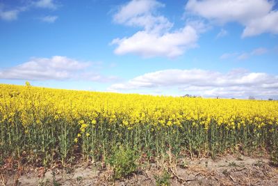 Scenic view of oilseed rape field against sky