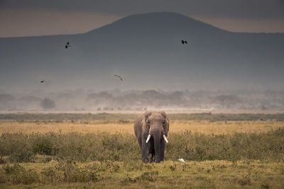 Elephant in a field