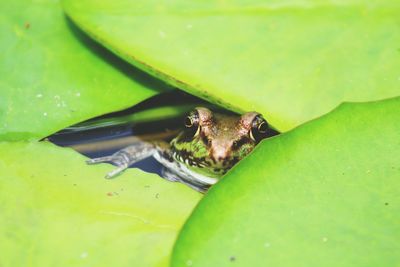 Frog peeking through