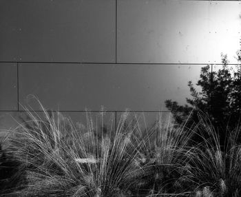 Close-up of plants against sky