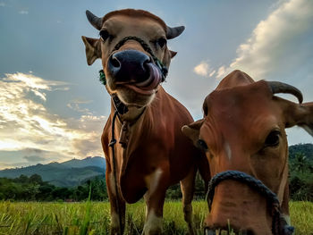 Horses on a field