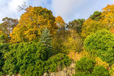 Yellow plants growing in forest during autumn