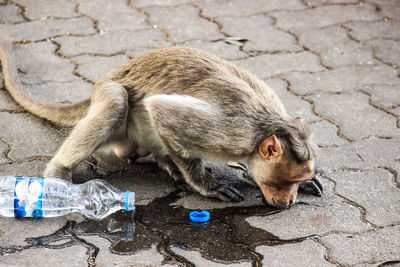 High angle view of an animal on street