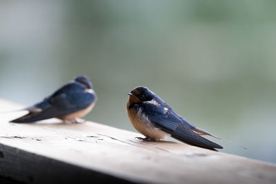 Close-up of birds perching on railing