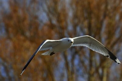 Low angle view of seagull flying