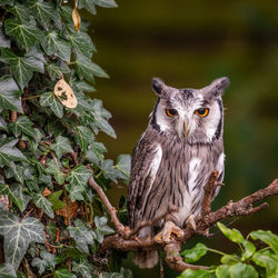 Portrait of great horned owl perching on branch in uk.