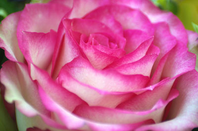 Close-up of pink rose