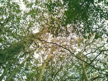 Low angle view of tree